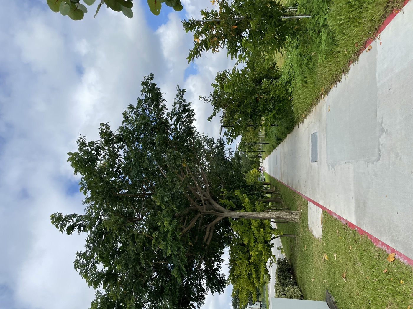 A straight path lined with trees stretching into the distance